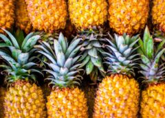 L’exportation d’ananas du Cameroun stagne malgré des opportunités en occident