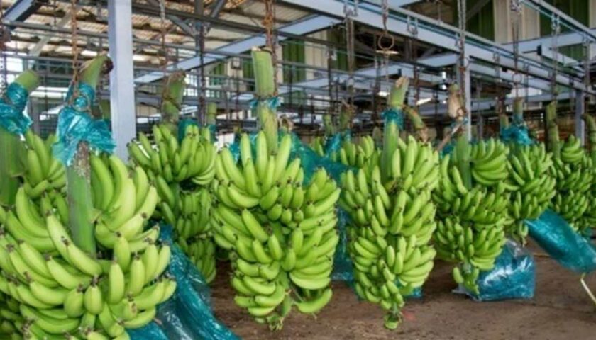 B PL réalise sa 2e meilleure performance au Cameroun avec 1 311 tonnes exportées en août